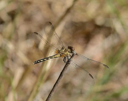 Réf. 231 755 : Diplacodes lefebvrii